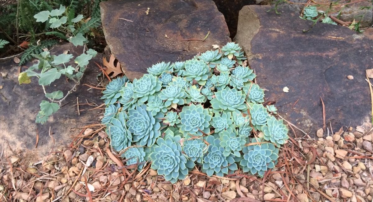 Hens&Chicks
