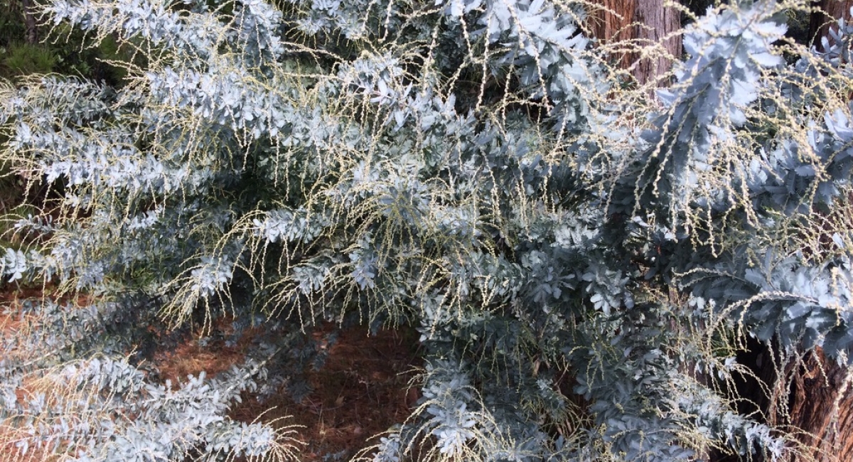 Tree1