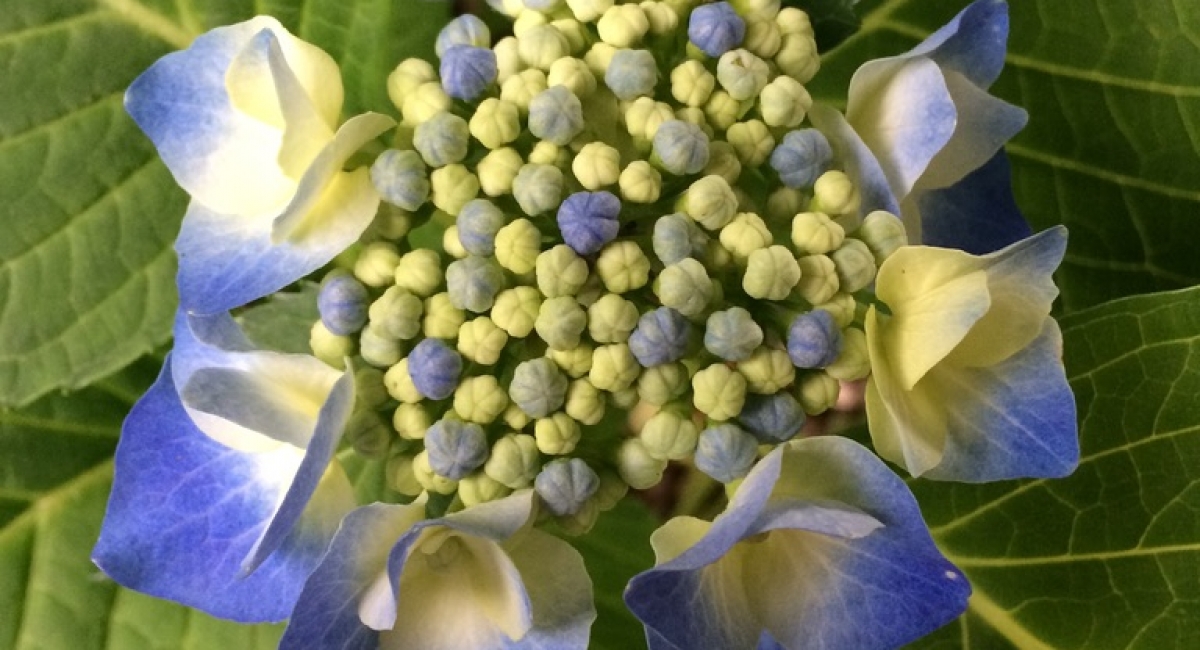 flower21