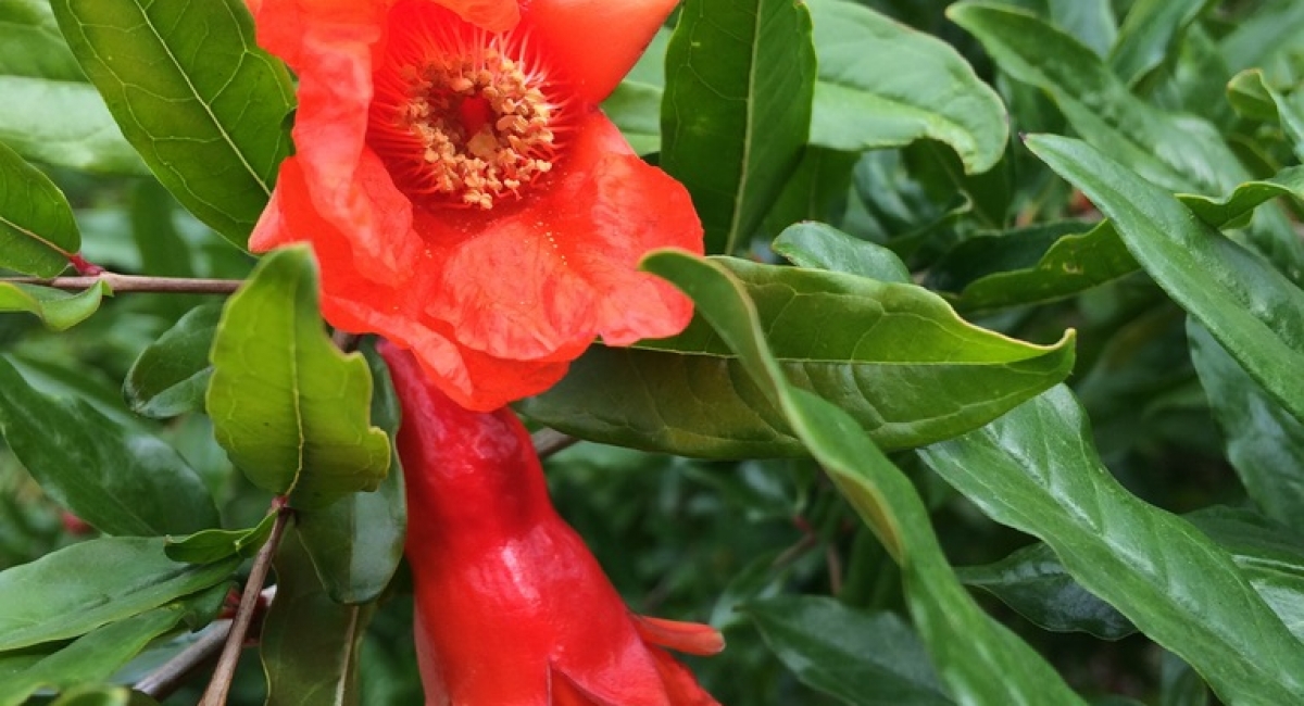 pommegranite Flower